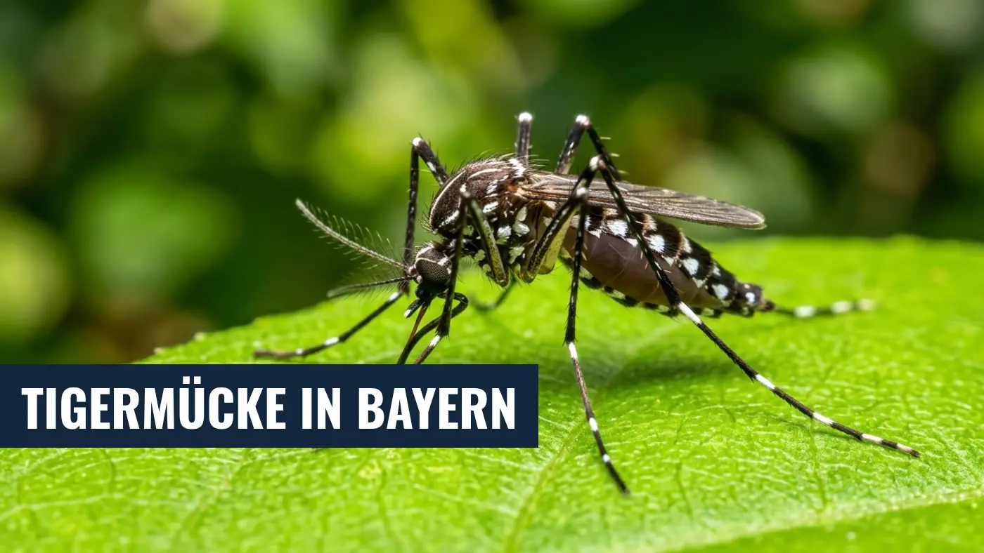 Asiatische Tigermücke in Bayern: Ausbreitung & Schutzmaßnahmen
