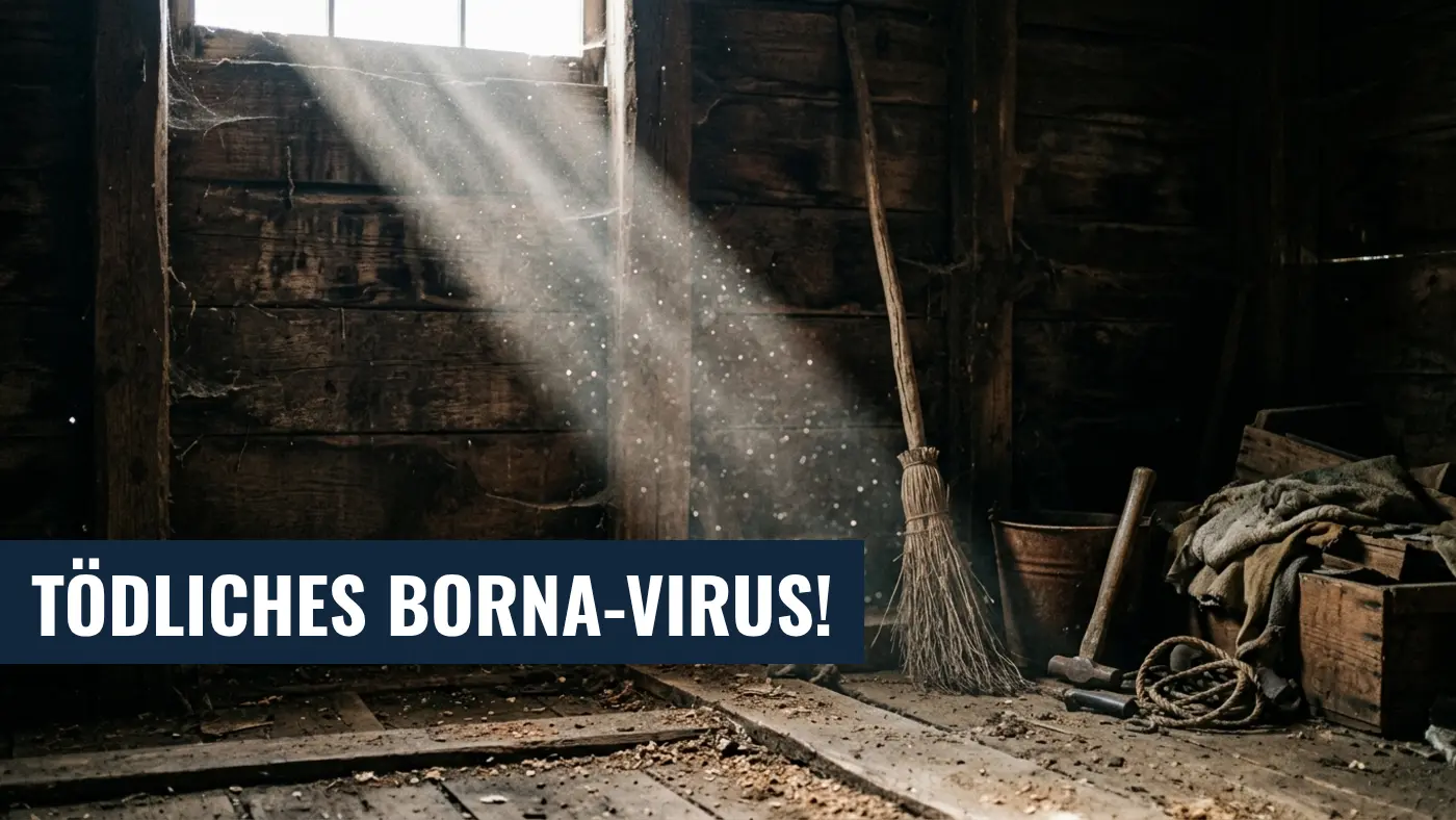 Borna-Virus in Bayern: Todesfall im Unterallgäu durch Feldspitzmaus