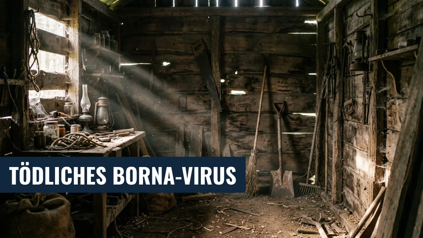 Borna-Virus in Bayern: Neuer Todesfall durch Feldspitzmaus