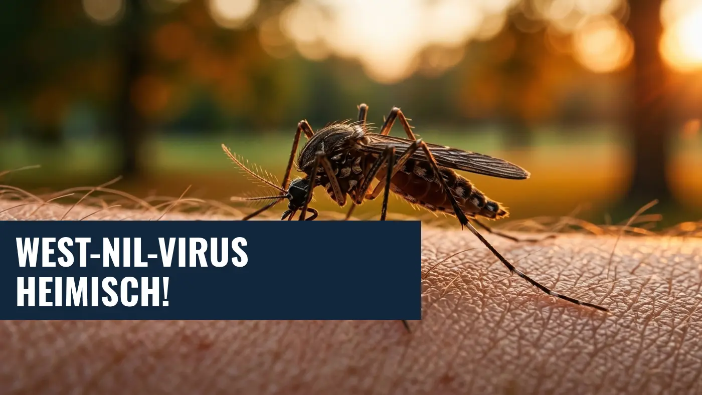 West-Nil-Virus in Deutschland: Studie warnt vor infizierten Mücken