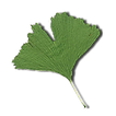 Wiku Kranken- und Pflegeservice Patricia Engelhardt Logo