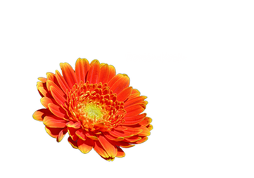 Seniorenpflege- und Betreuungsdienst Doreen Koch Logo