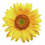 Pflegedienst Sonnenschein Logo