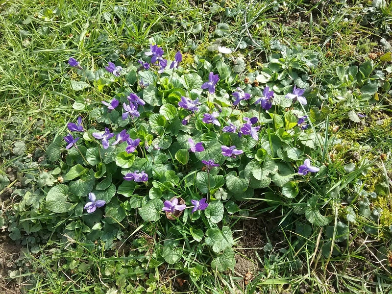 Förder- und Wohnstätten FWS – Bild 2