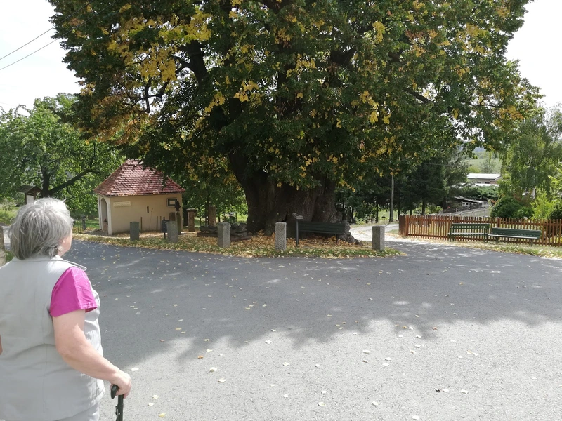 Seniorenhelfer Sachsen GmbH - Angebot Bad Schandau – Bild 2