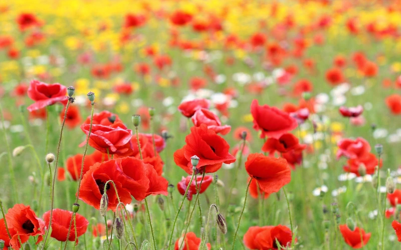 Ihr Pflegedienst Sigrid Pieper Inh. Doreen Pieper – Bild 1