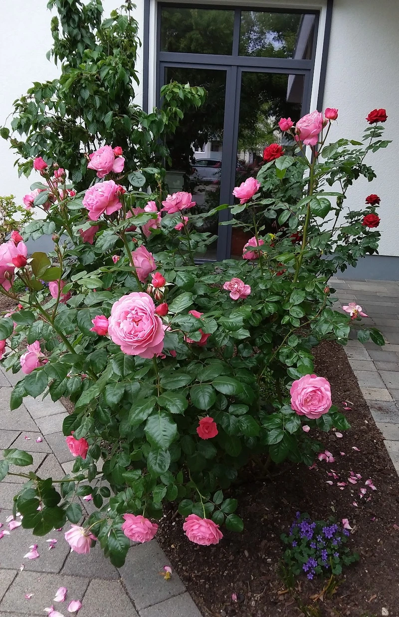 VolksSolidarität 92 Dessau/Roßlau e. V. "Haus Elballee" Pflegeheim – Bild 4