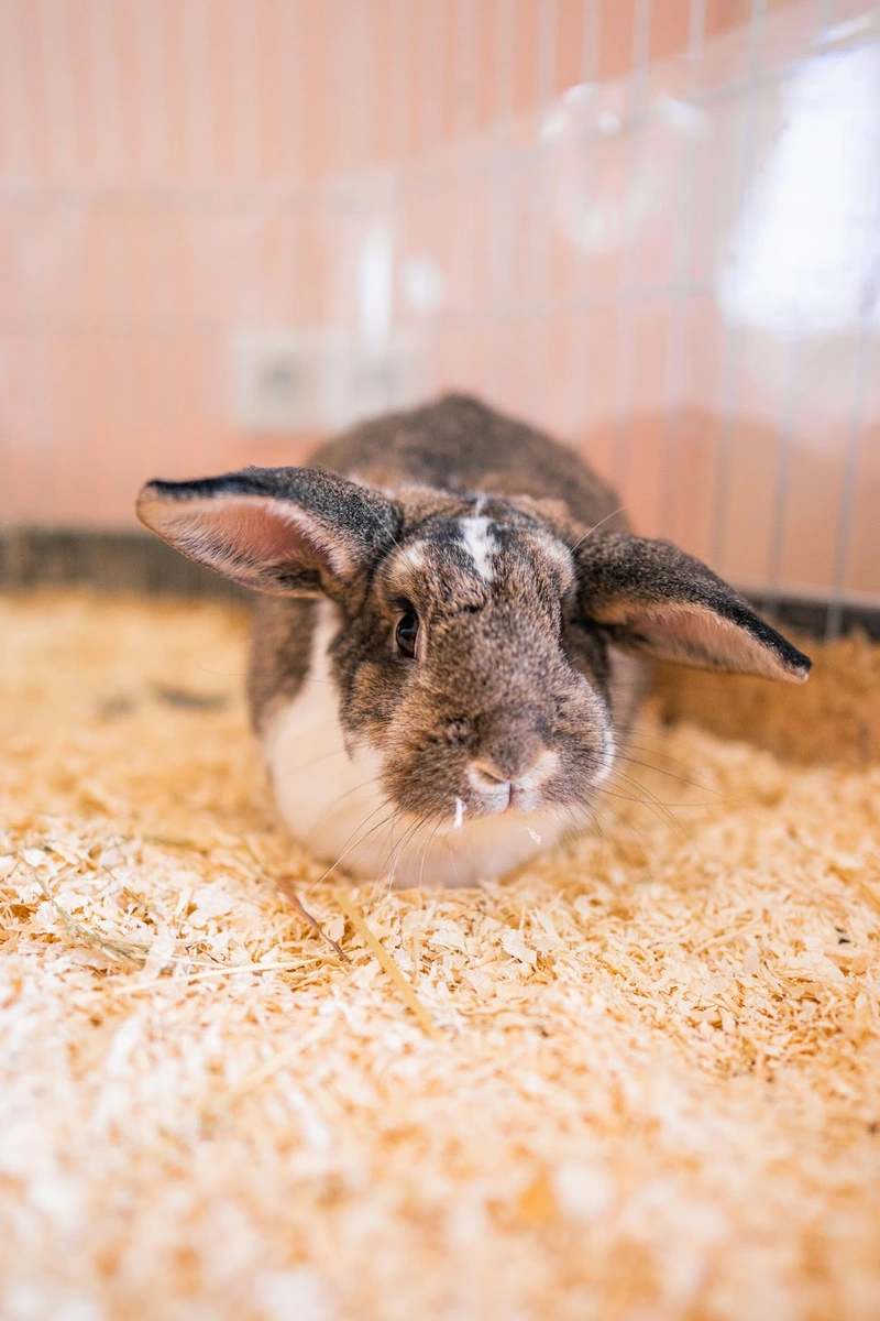 Katharinenhof an der Wiesenaue – Bild 5