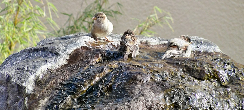 Evangelisches Seniorenzentrum Marthaheim – Bild 4