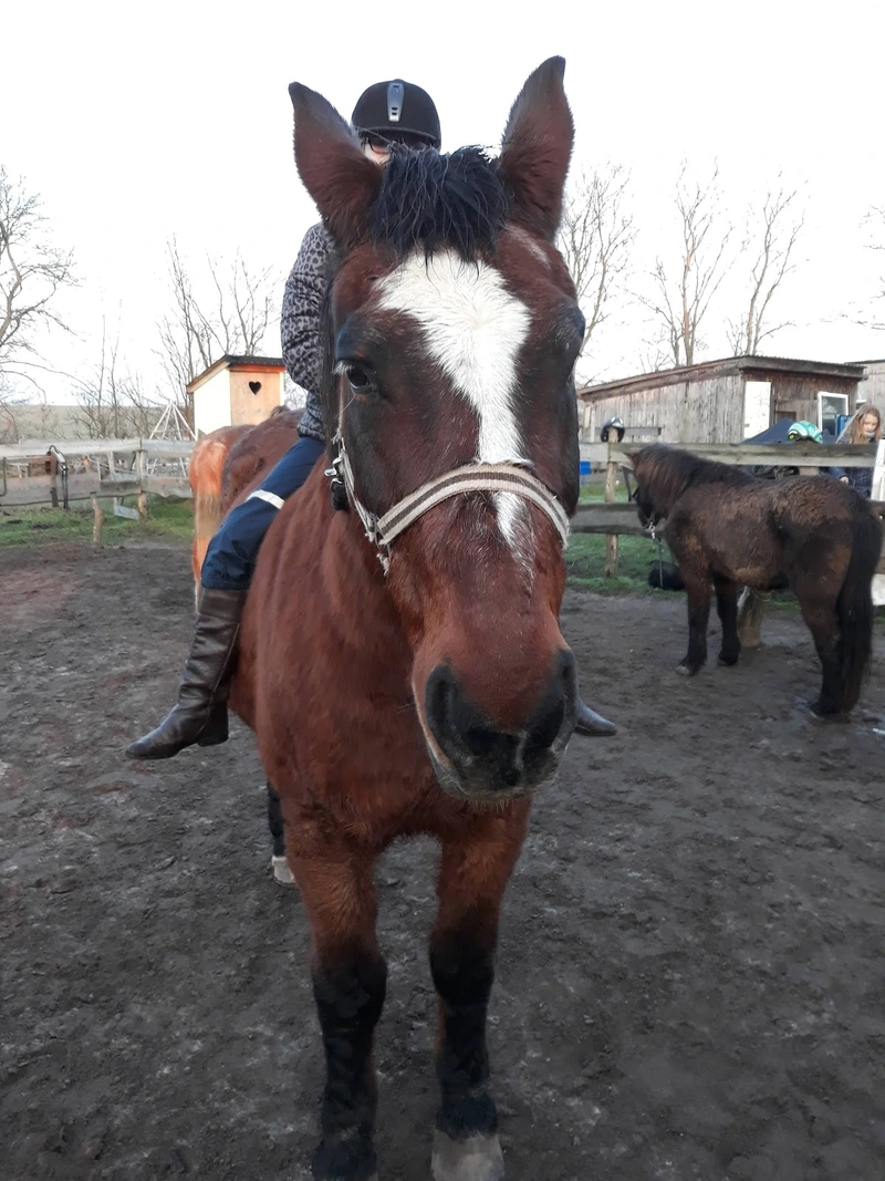 Zentaurus e.V. – Bild 2