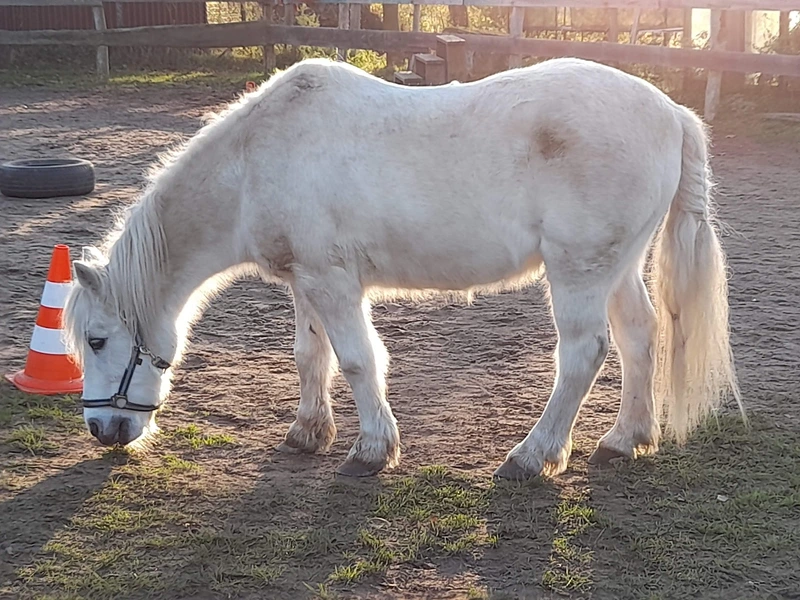 Zentaurus e.V. – Bild 3