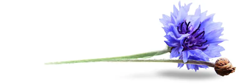 Pflegeteam Schwester Antje – Bild 5