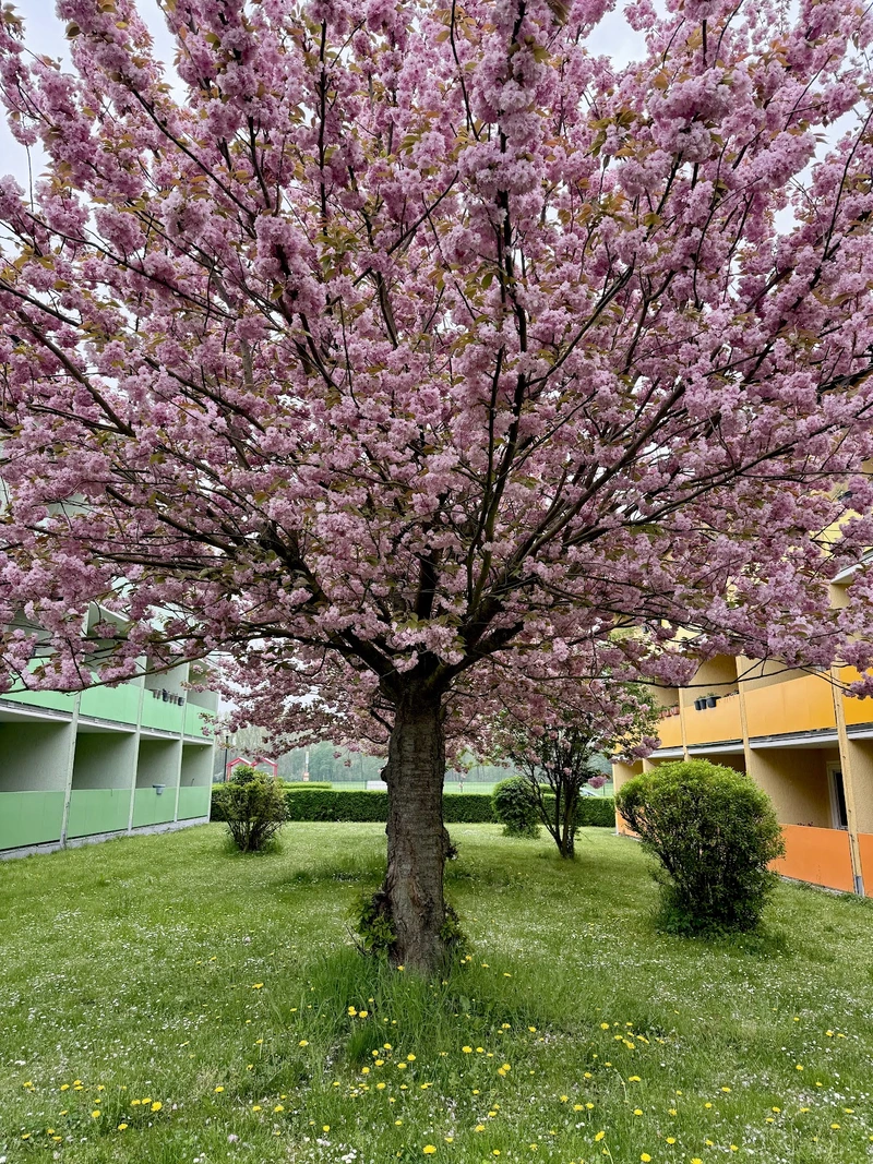 Ambulanter Pflege-Service Tobias Roocks Seniorendomizil Lochau – Bild 5