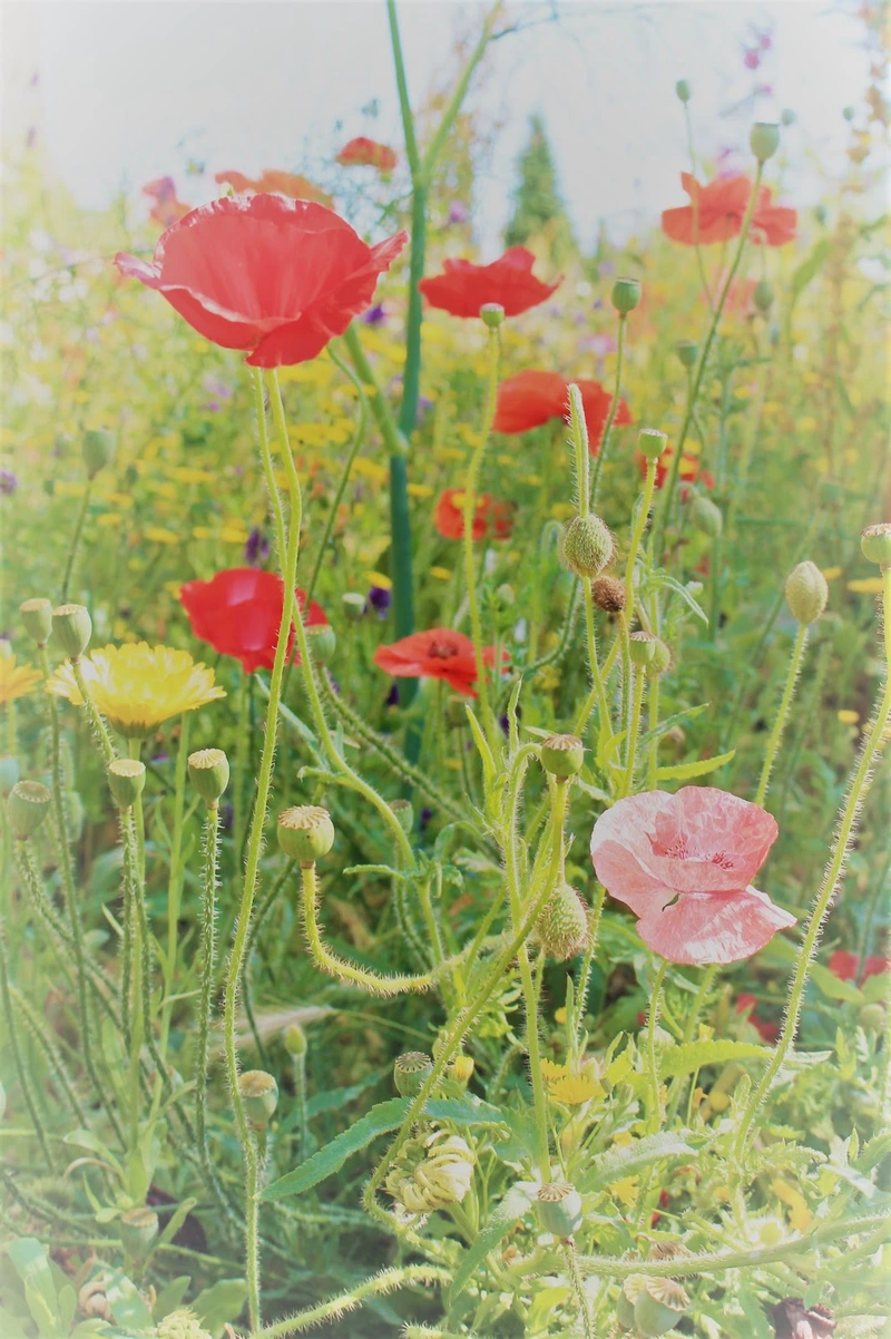 AWO Pflegeheim "Haus am Bodden" Ribnitz-Damgarten – Bild 4