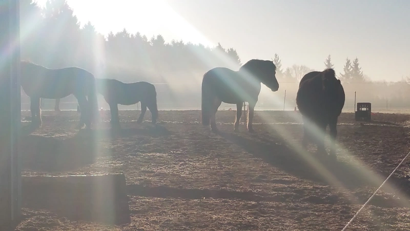 COR³ Dialog- und Reittherapie – Bild 1