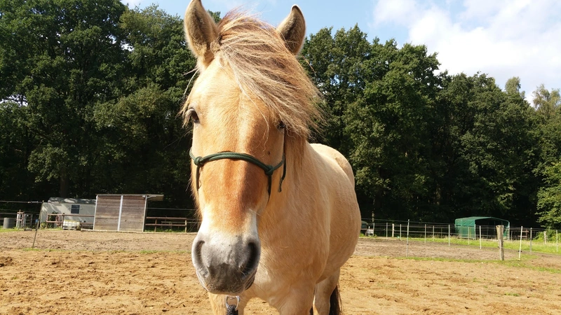 COR³ Dialog- und Reittherapie – Bild 3