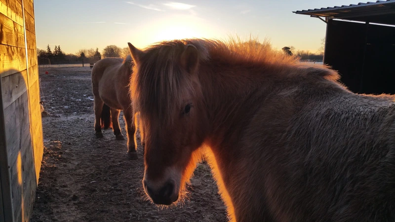 COR³ Dialog- und Reittherapie – Bild 5