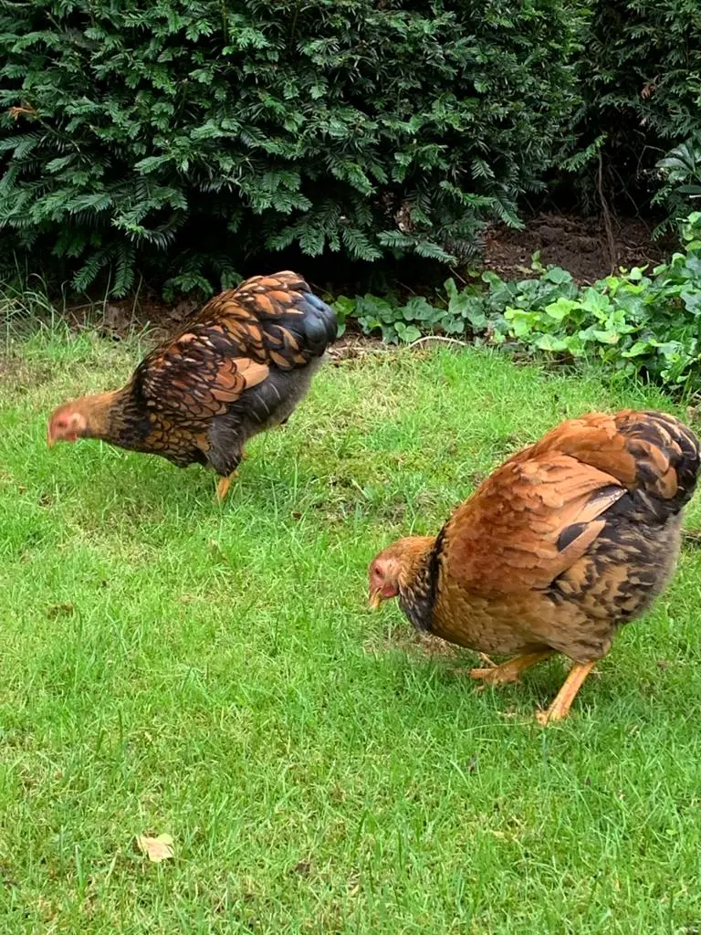 Heilpädagogisches Reiten – Bild 2