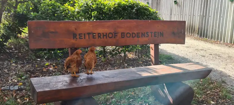 Heilpädagogisches Reiten – Bild 5