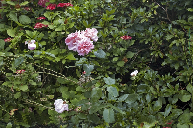 Delmenhorster Heimstiftung (August-Jordan-Haus und – Bild 1