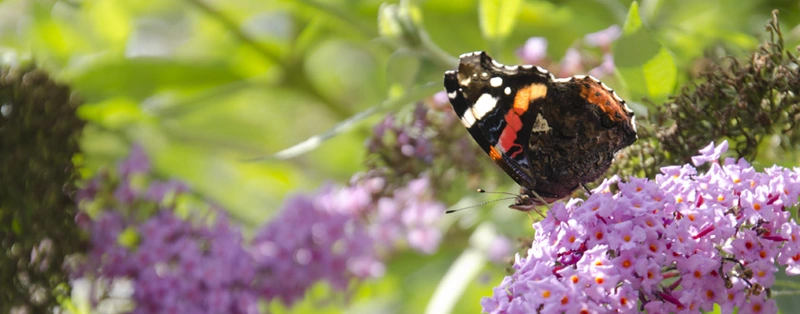 Heideresidenz Im Sticht – Bild 2