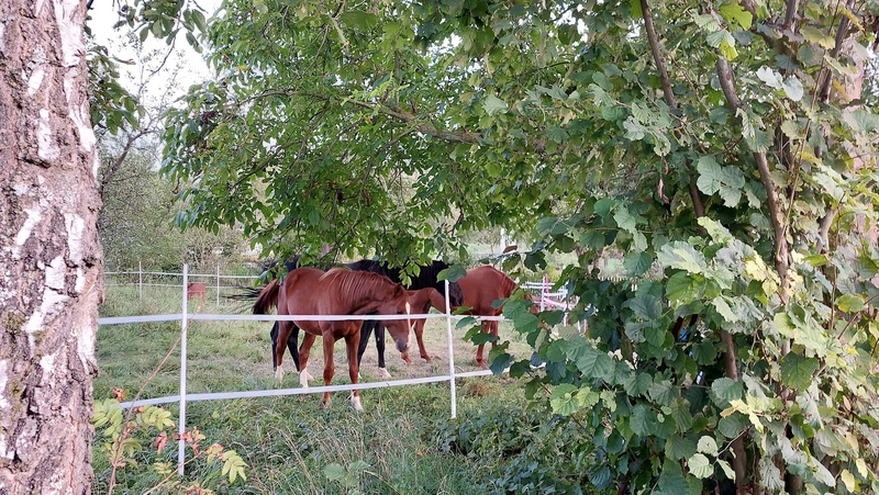 Ambulanter Pflegedienst Strempel – Bild 2