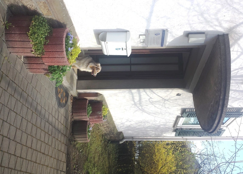 DRK Kreisverband Dillkreis e.V. - Begleitung und Hilfe im Haushalt – Bild 3