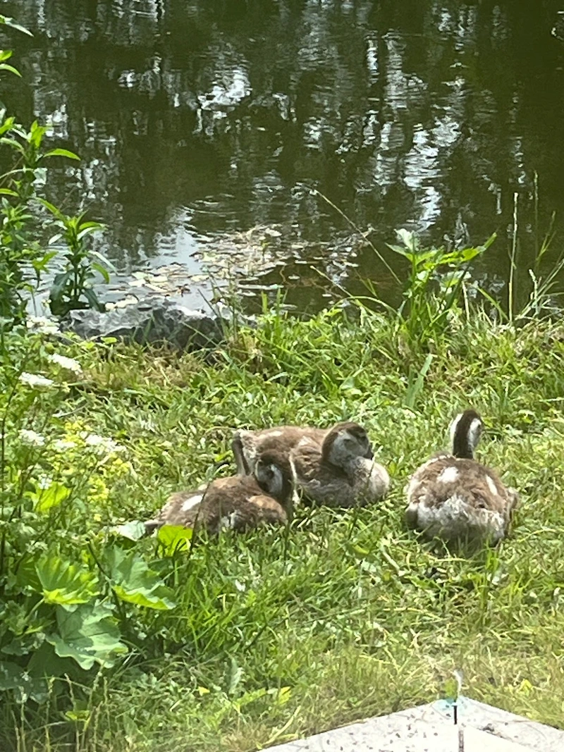 Seniorenbegleitung im Vorharz Sylke Sswat – Bild 4