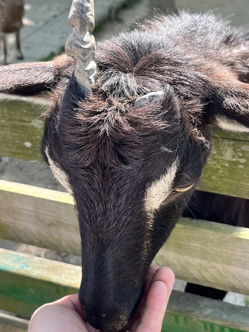 Arche Noah Meerbusch e.V. – Bild 3