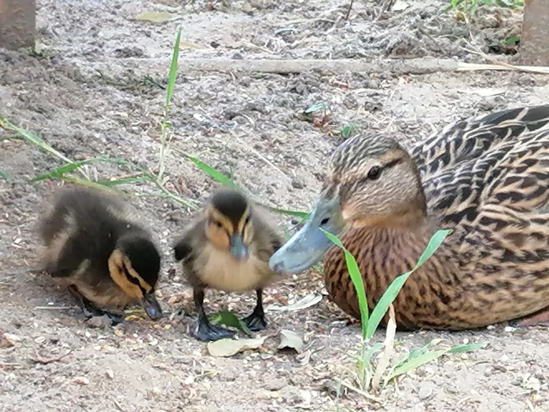 Arche Noah Meerbusch e.V. – Bild 4