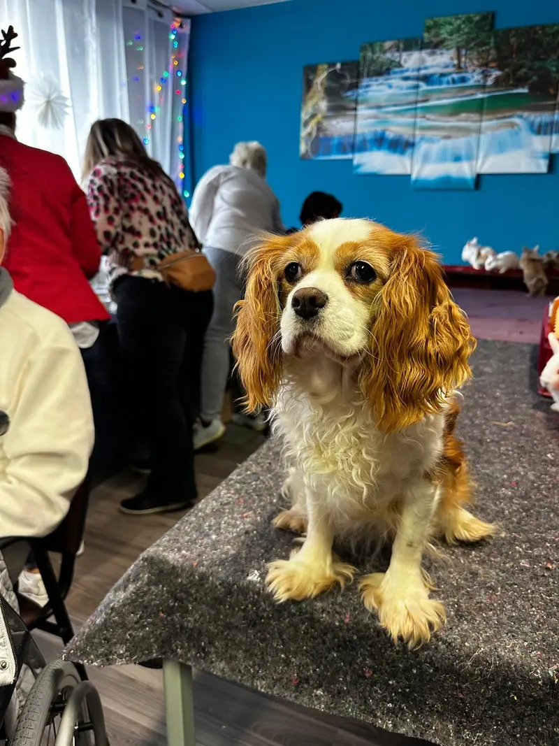 SHT Seniorenzentrum Hanse Tagespflege GmbH – Bild 3