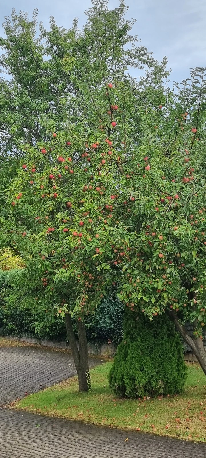 Familienunterstützender Dienst DRK Homburg Alltagsbegleitung – Bild 2