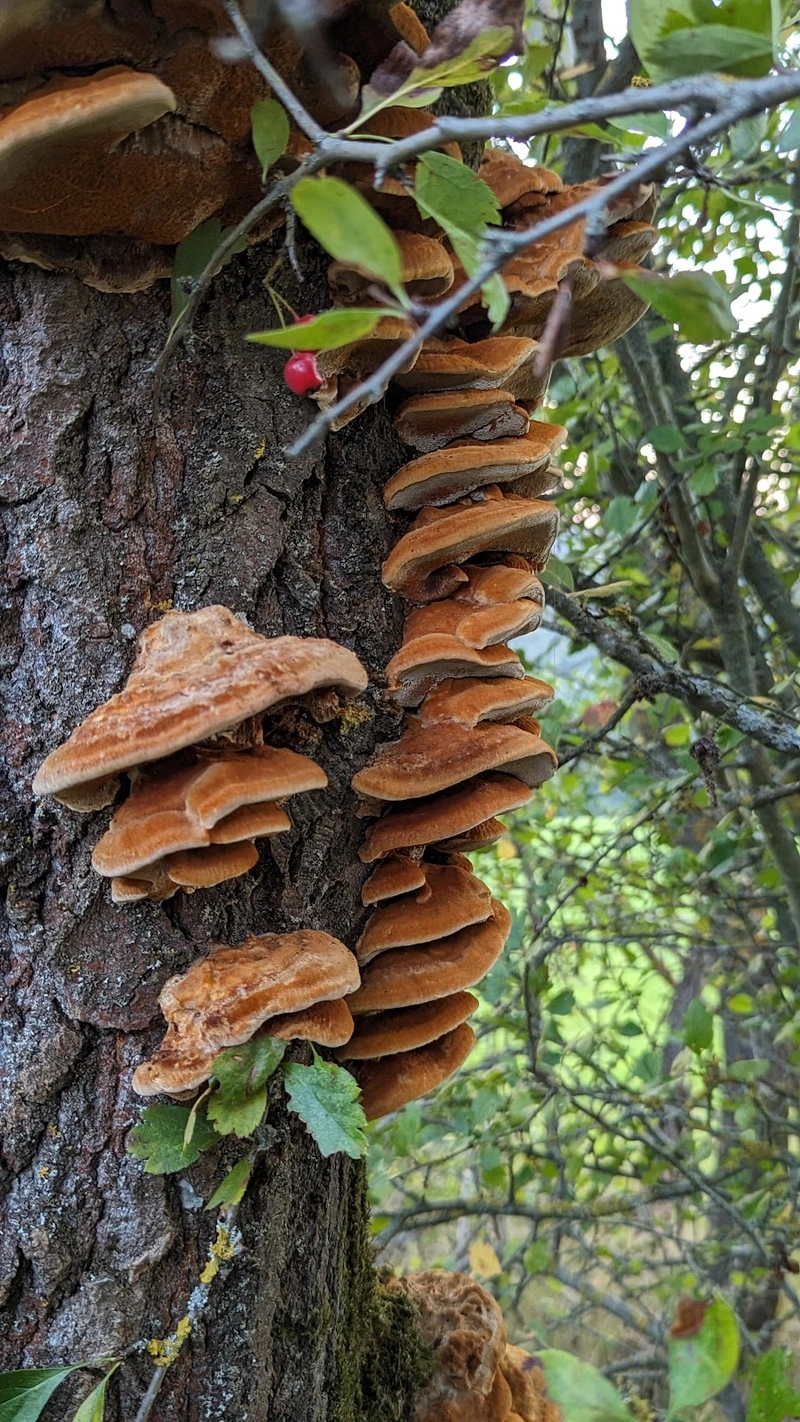 Gemeinde Heidenrod Sozialstation – Bild 2