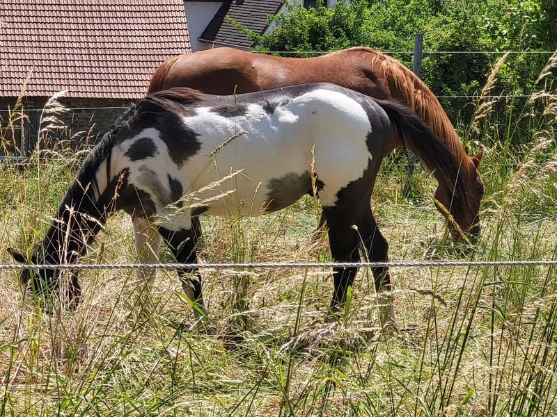 AWO Hausgemeinschaft Elztal-Dallau – Bild 3