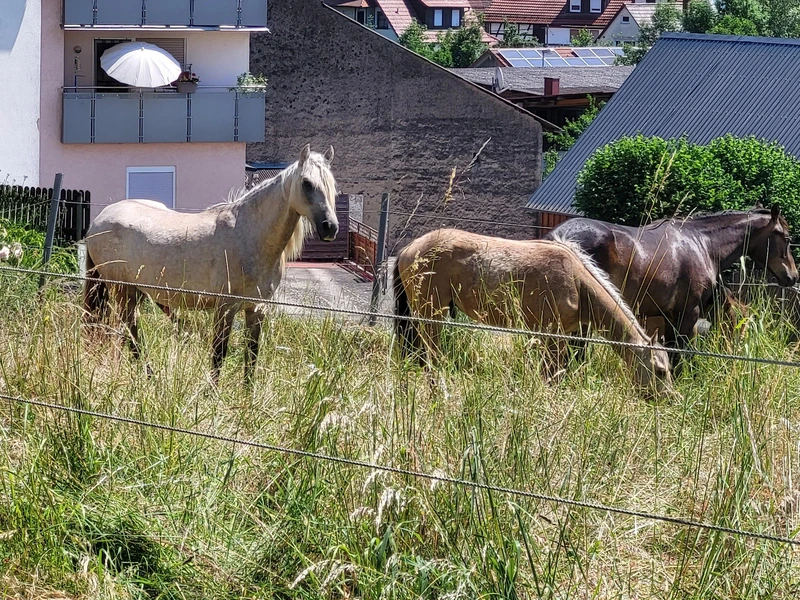 AWO Hausgemeinschaft Elztal-Dallau – Bild 4