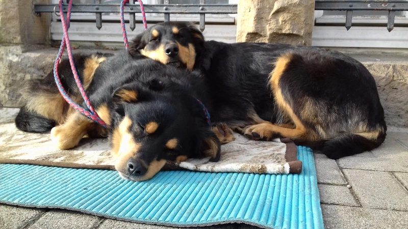 Familienwerk Sölden e.V. Team Bühl-Rastatt – Bild 2