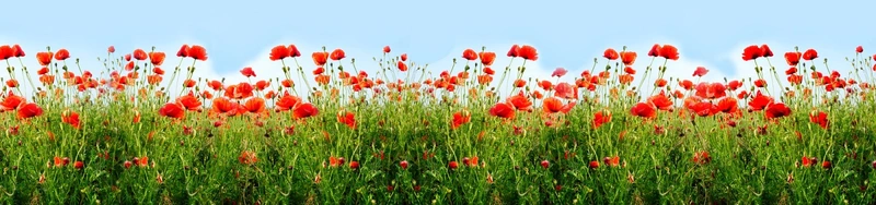 Blumenzauber GmbH Pflege mit Herz – Bild 1