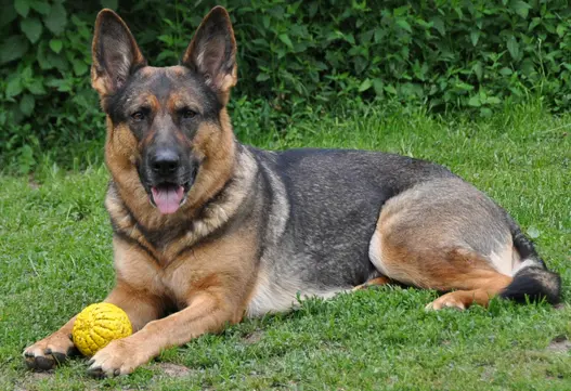 Coburger Sozialdienst – Bild 2