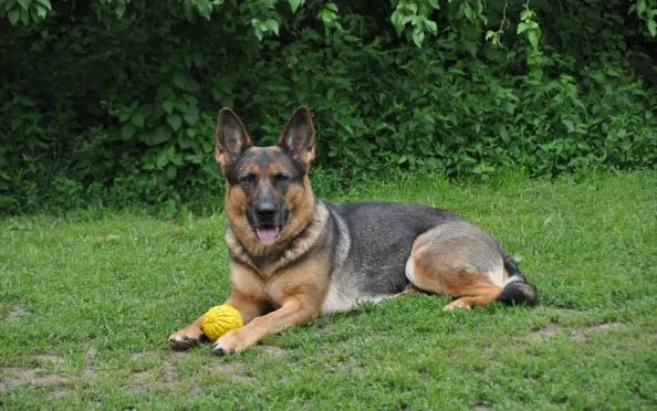 Coburger Sozialdienst – Bild 3