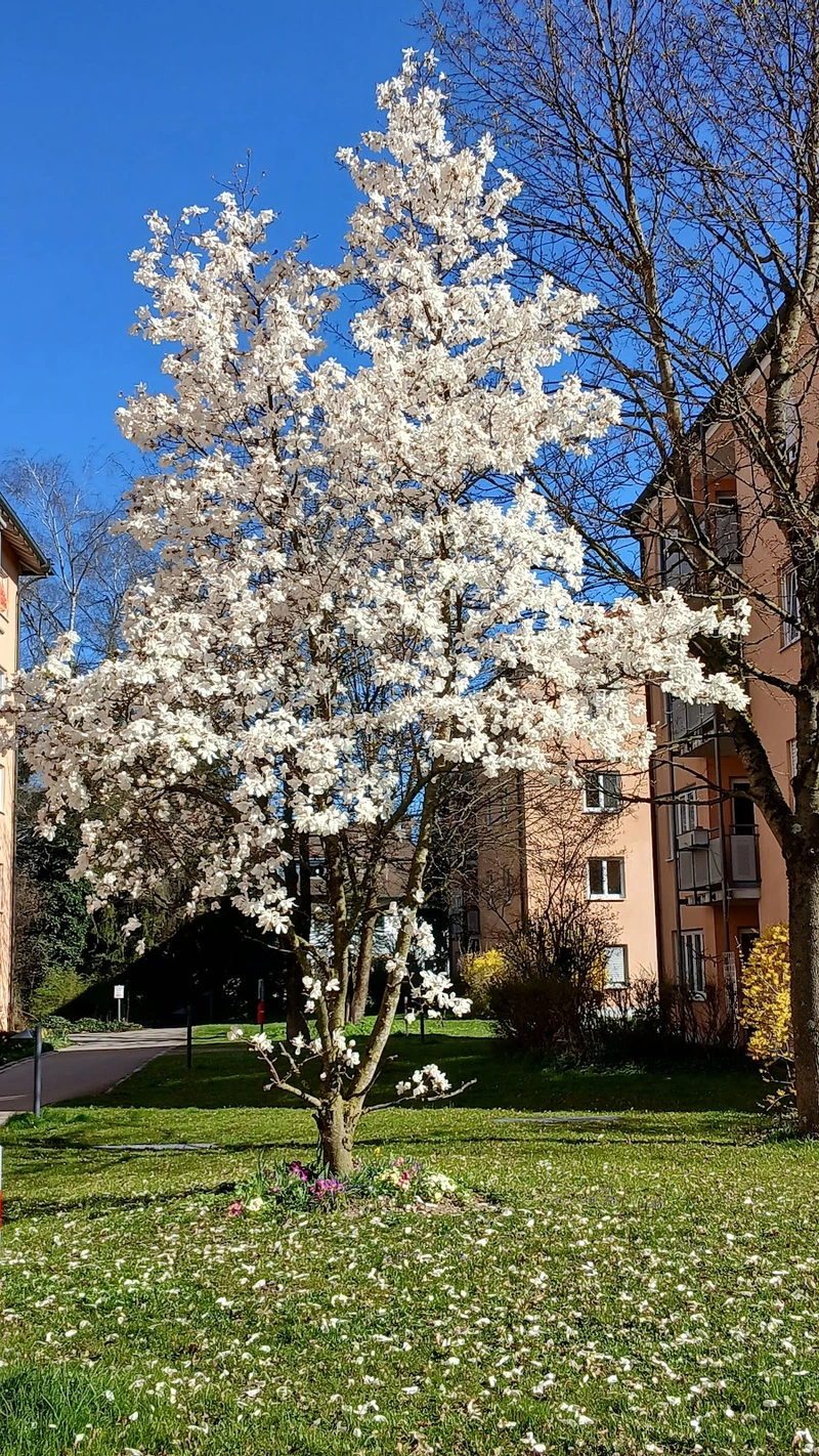 AWO Seniorenheim MeWo – Bild 1