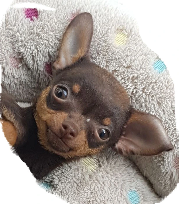 Beate`s Pflegeservice – Bild 1