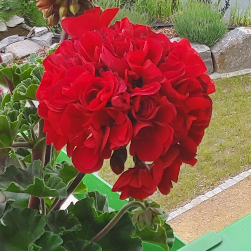 Johanniter-Unfall-Hilfe Pflegedienst Zwönitz – Bild 3