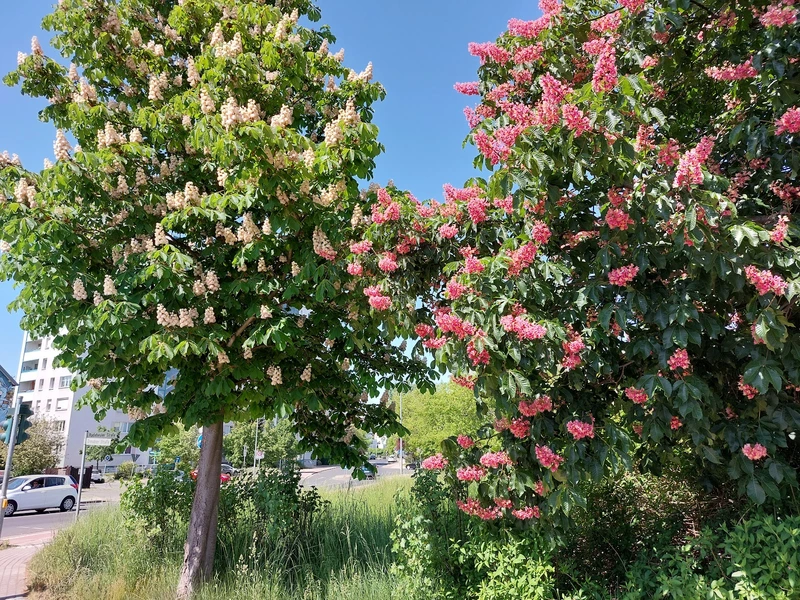 Diakonie-Sozialstation Coswig – Bild 1
