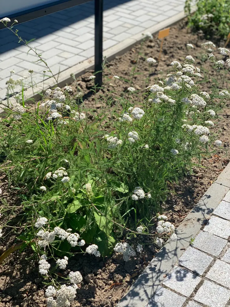 Land Apotheke mit Sanitätshaus Apotheke – Bild 5