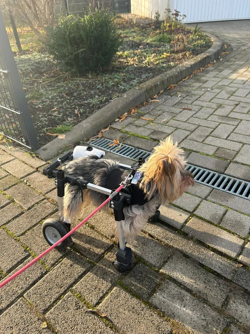 Tierliebe mit HandiCap – Bild 2