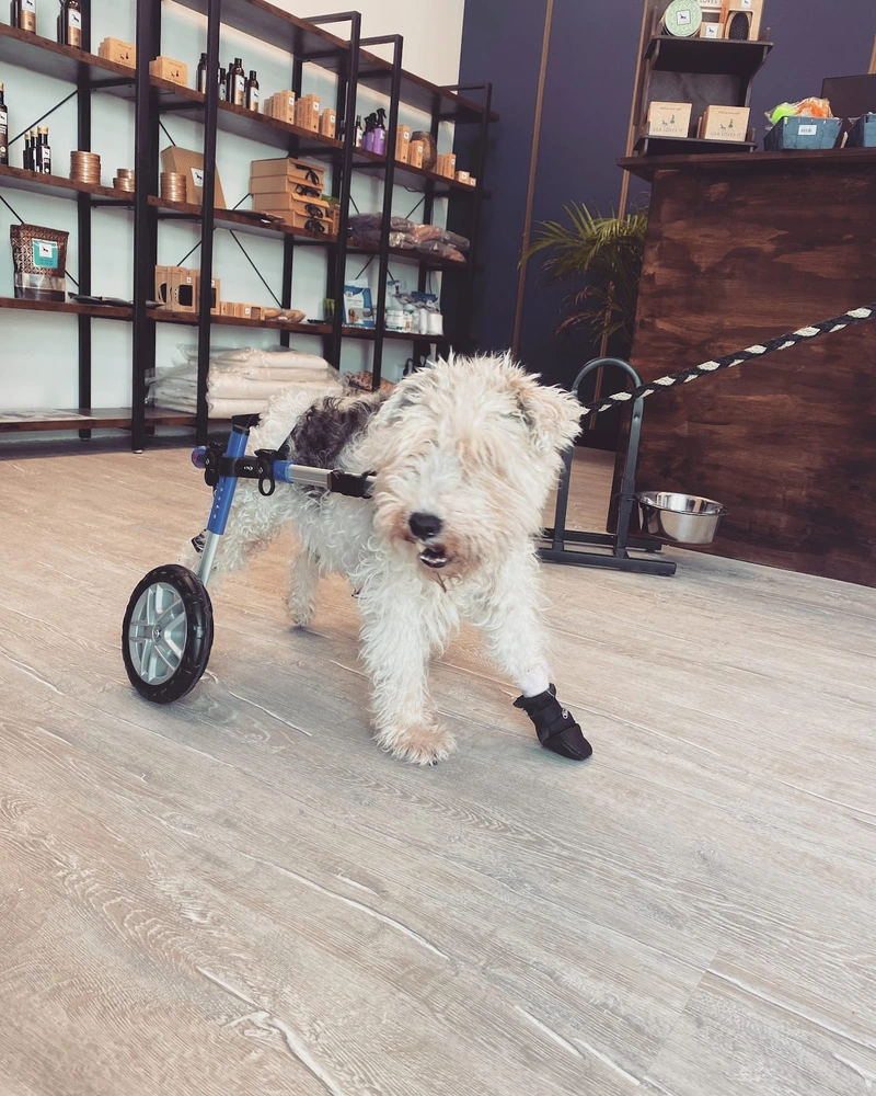 Tierliebe mit HandiCap – Bild 4