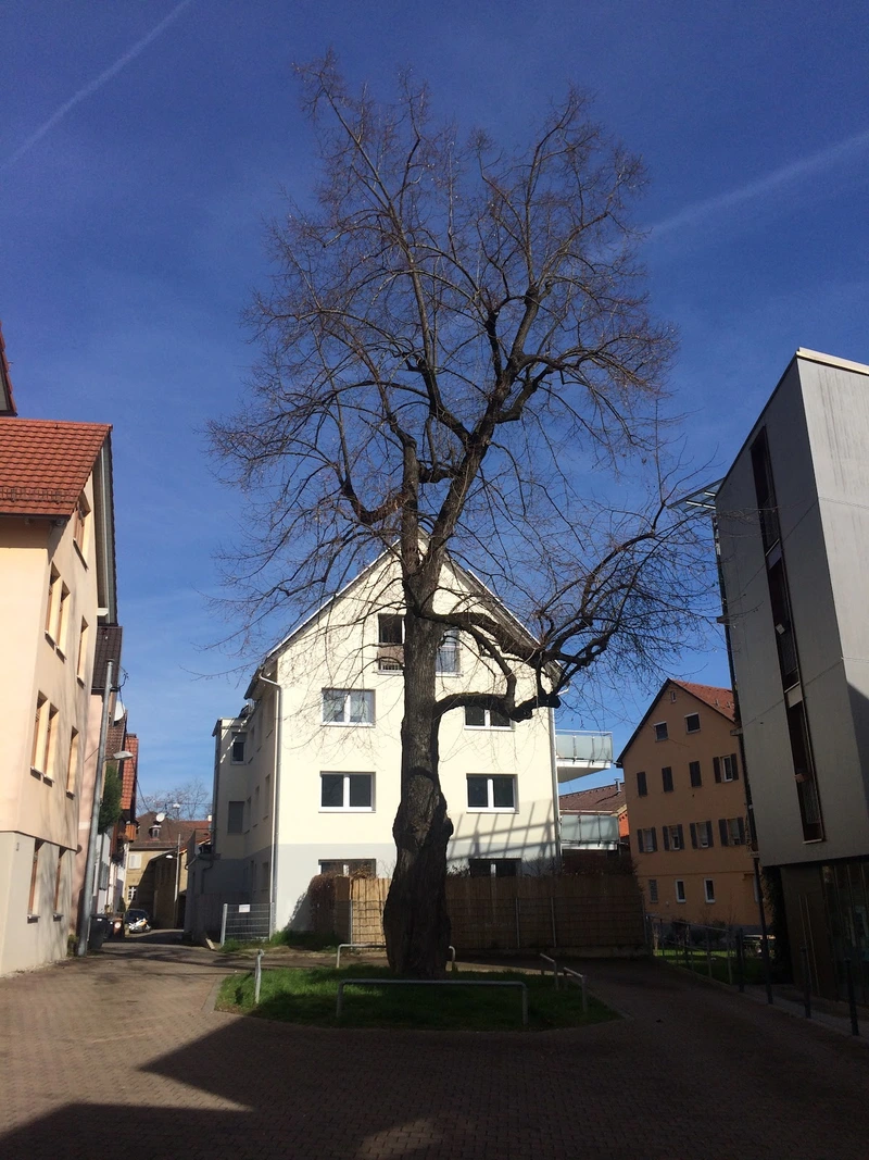 Körperbehinderten-Verein Stuttgart – Bild 5