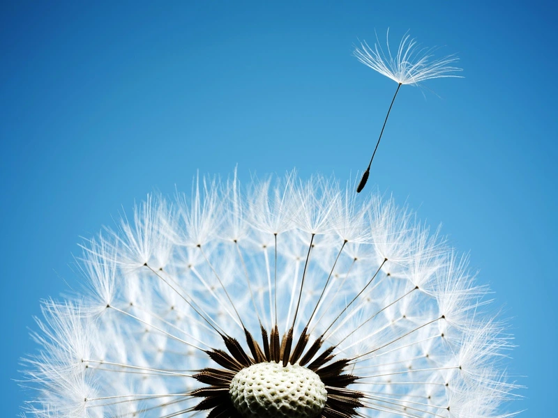 BD-Beatmung Daheim – Bild 1