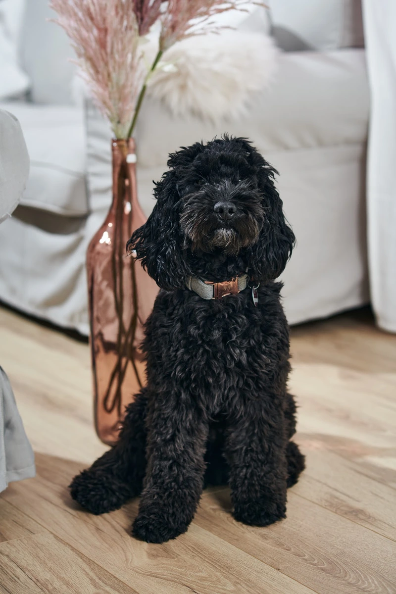 Hauswirtschaft und Pflege Team Lisa – Bild 5