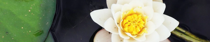 Lotus Krankenpflege – Bild 1